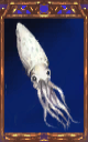 Image of the Squid Magnus