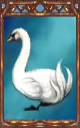 Image of the Swan Magnus